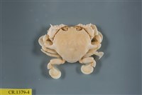 藏品(繁點紋腕蟹)的圖片